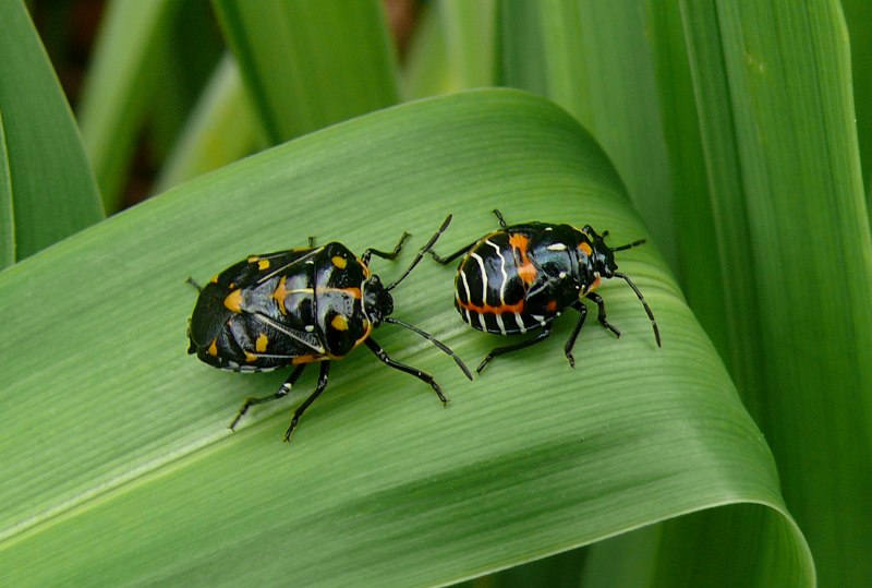 Eurydema ventralis