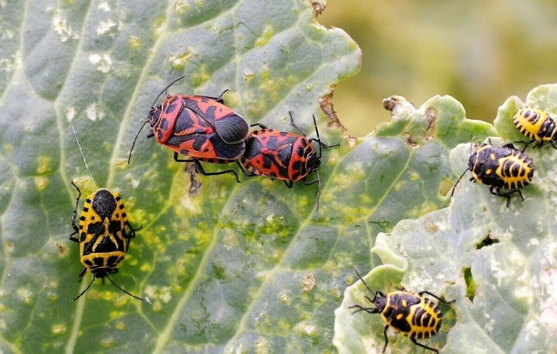 Клоп капустный (Eurydema ventralis)