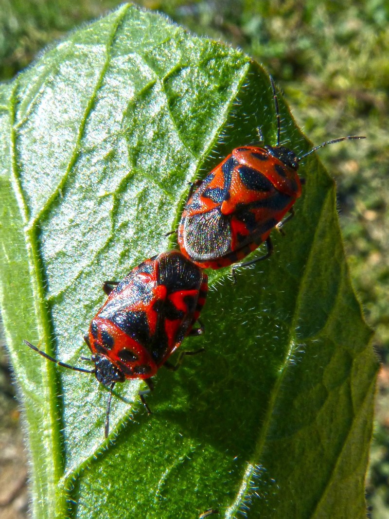 Клоп ягодный Dolycoris baccarum