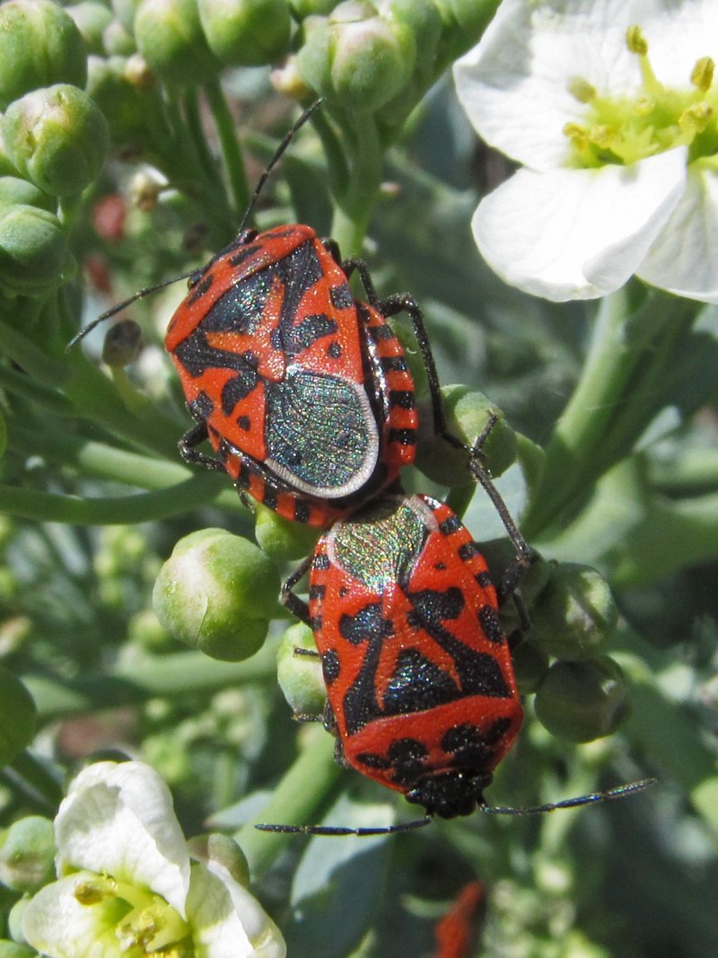 Клоп капустный (Eurydema ventralis)