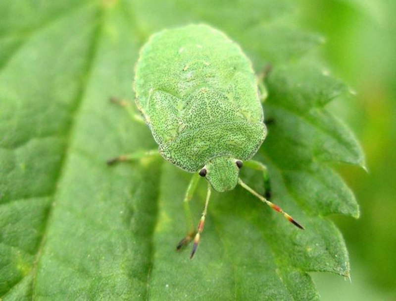 Halyomorpha halys