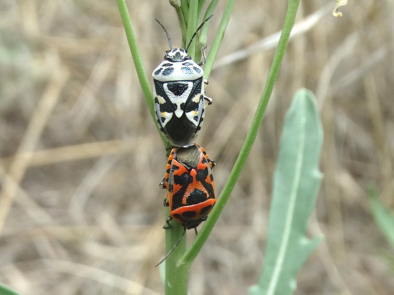 Клоп капустный (Eurydema ventralis)