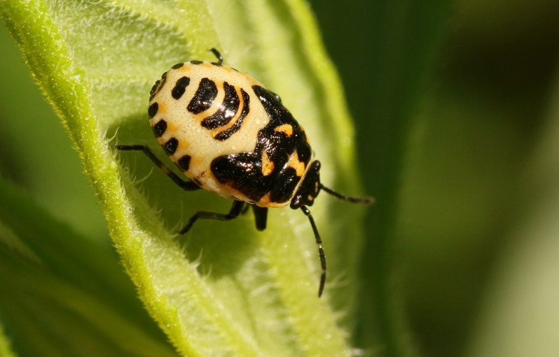 Рапсовый клоп Eurydema oleracea.