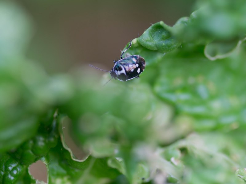 Eurydema oleracea яйца