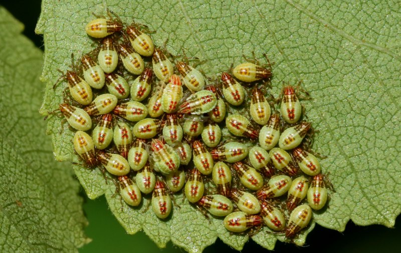 Halyomorpha halys