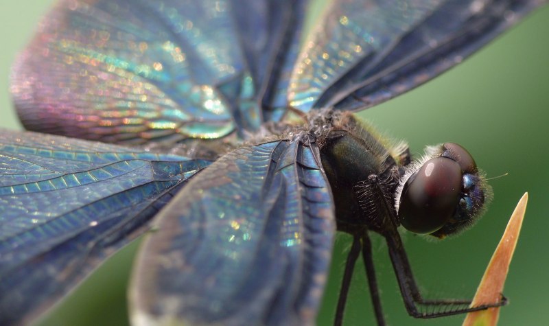 Austrophlebia costalis
