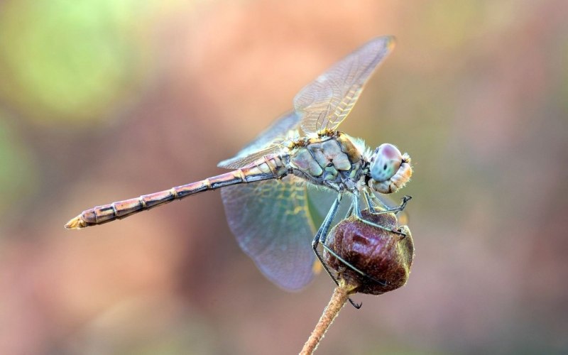 Coenagrion Johanssoni