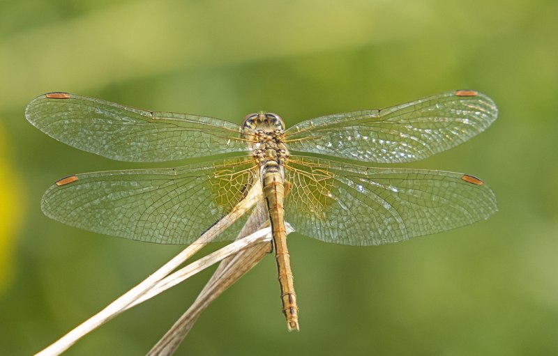 Aeshna affinis