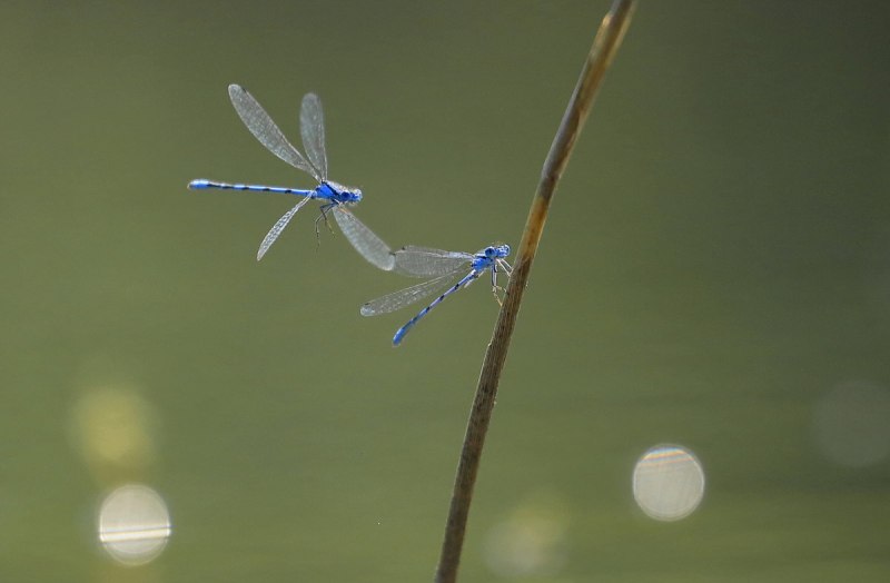 Коромысло большое (Aeschna Grandis)