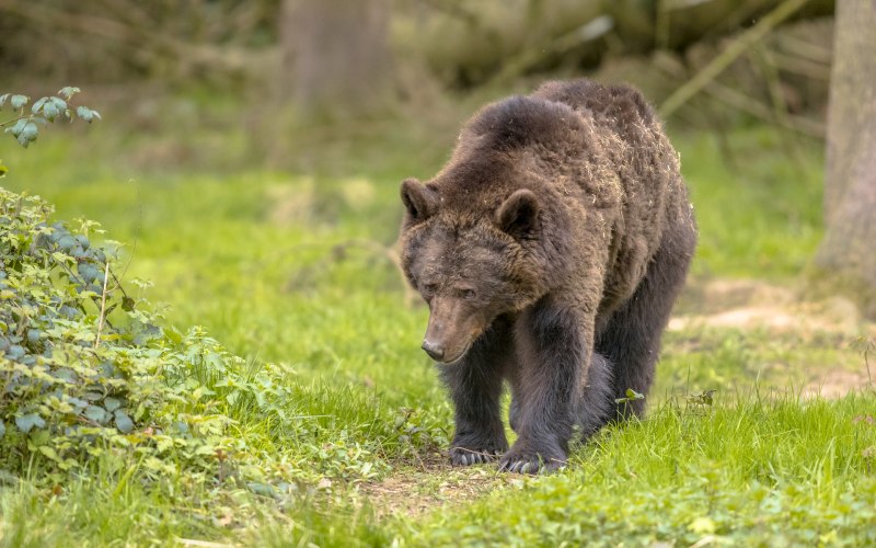 Ursus arctos horribilis