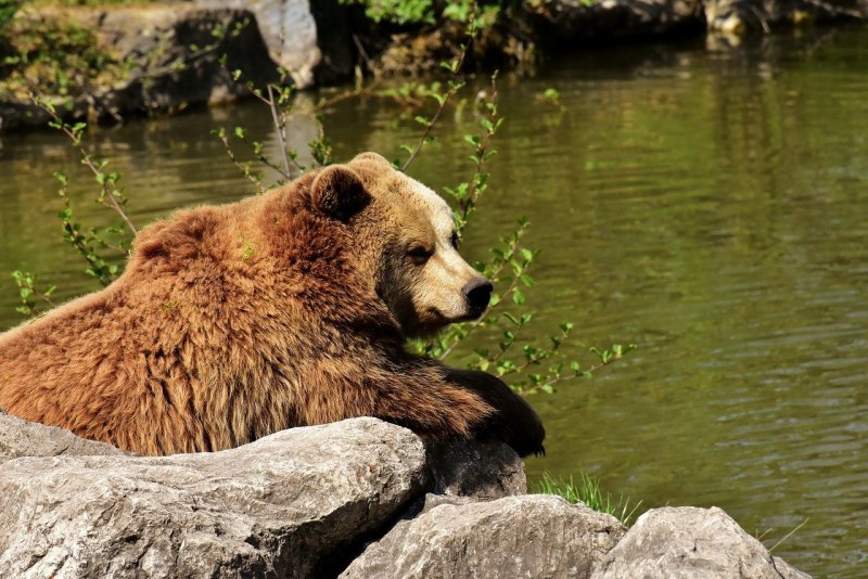 Европейский бурый медведь (54 фото)