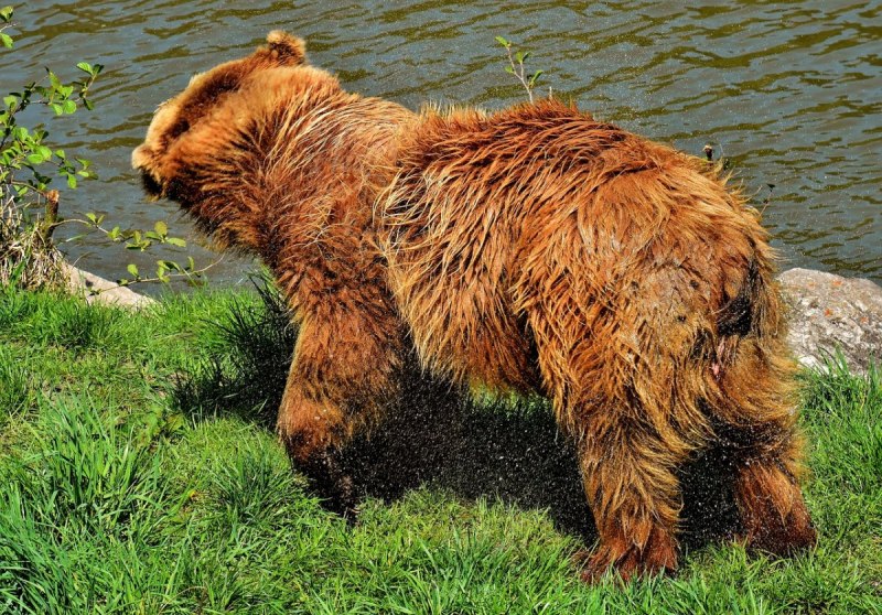 Бурый медведь (Ursus arctos)