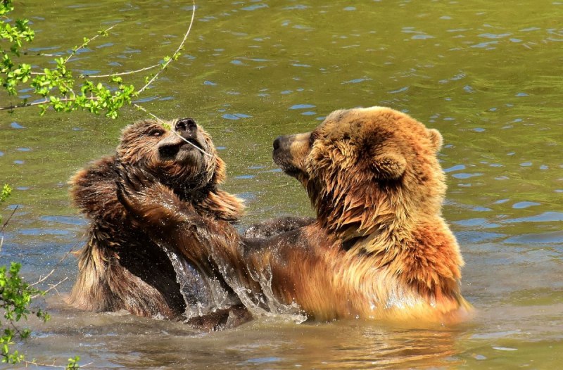 Бурый медведь косолапый