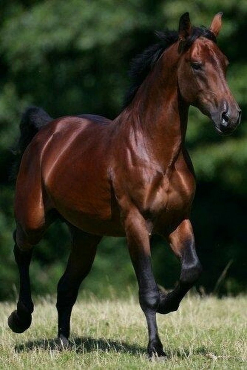 Мухортый конь (65 фото)