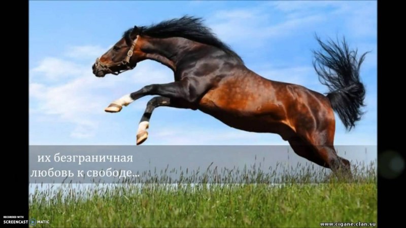 Бретонская караковая