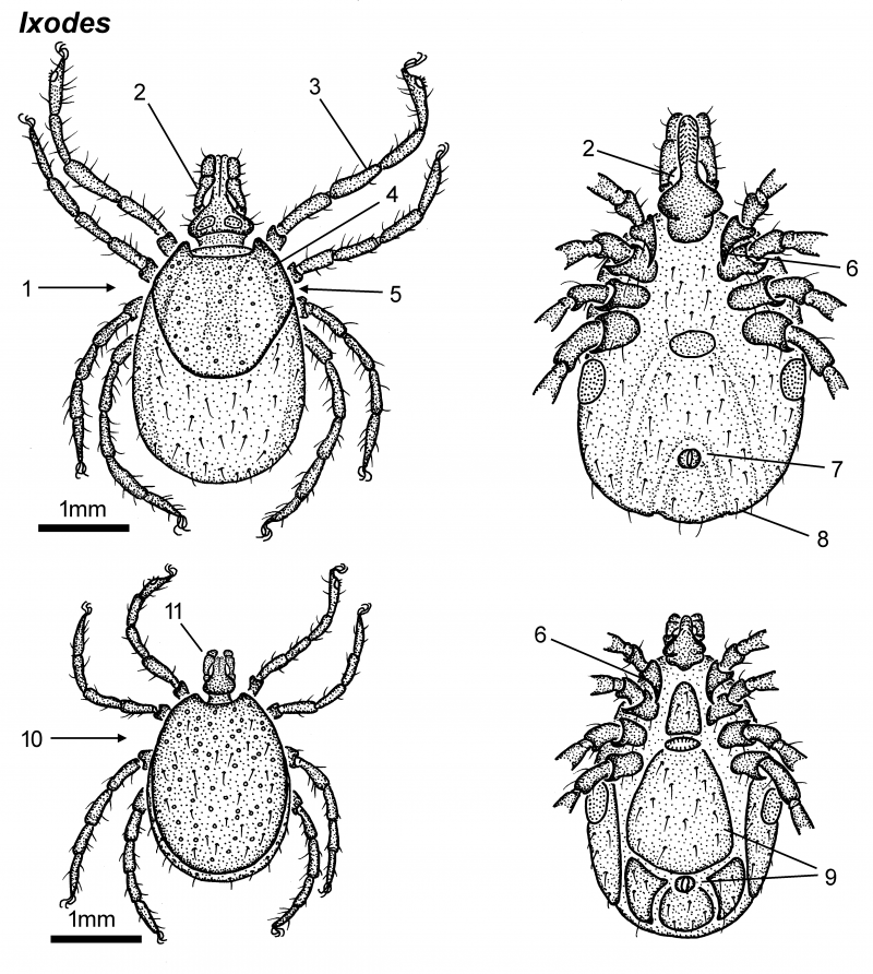 Щитки клещей. Нимфа иксодового клеща строение. Имаго Иксодес самка. Имаго таежного клеща строение. Строение иксодовых клещей личинки.