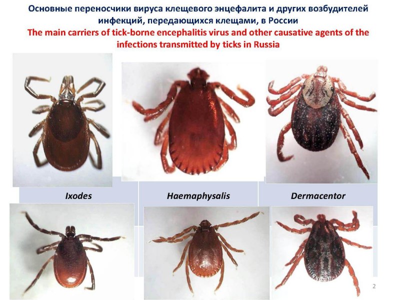 Жизненный цикл иксодовых клещей схема