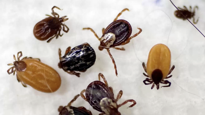 Ixodes Ricinus строение