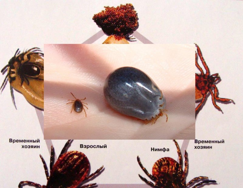 Haemaphysalis клещ
