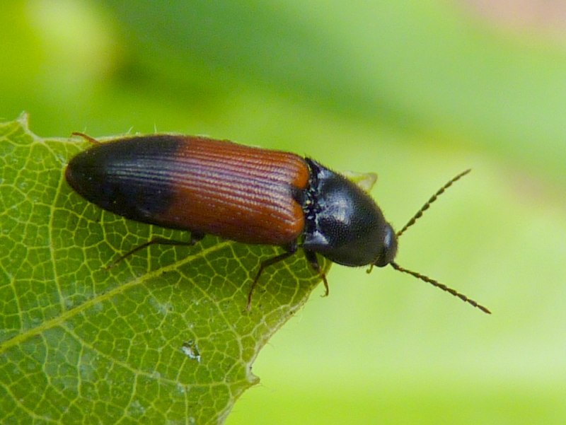 Phyllophaga Жук