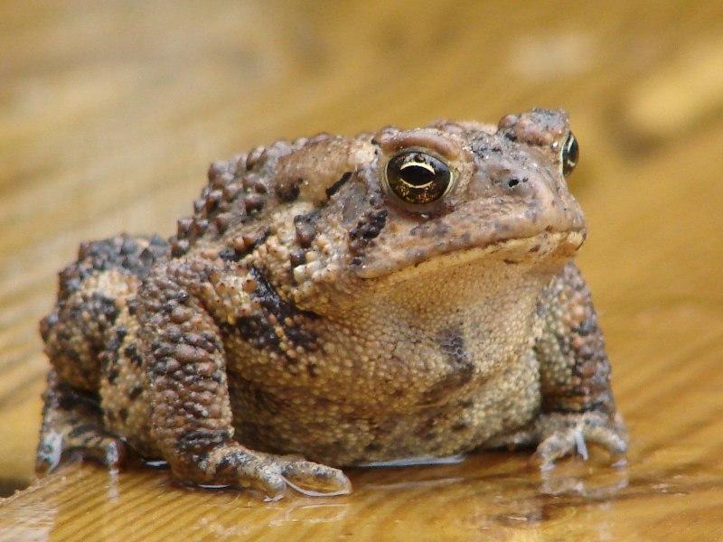 Африканская жаба Bullfrog