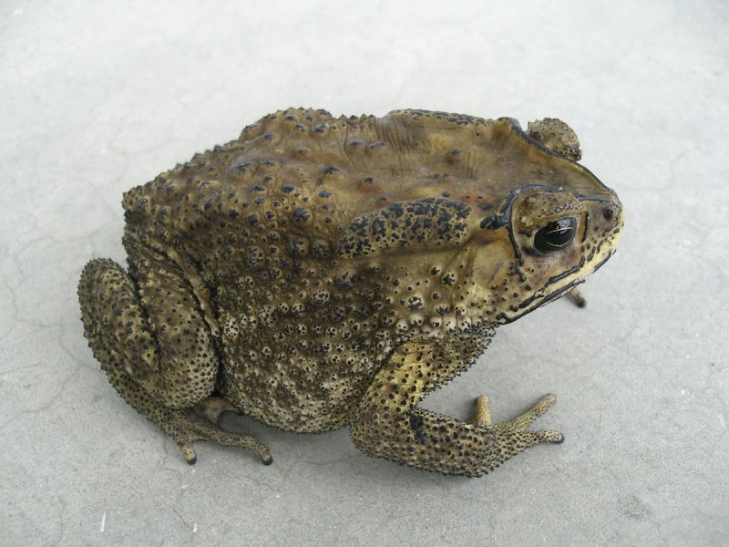 Дальневосточная жаба Bufo Gargarizans