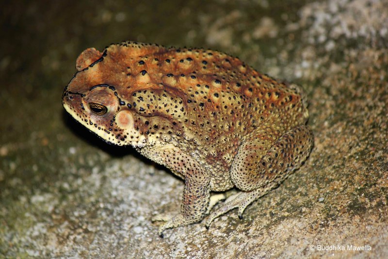 Duttaphrynus melanostictus