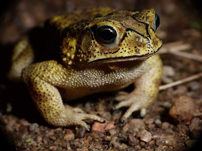 Bufo melanostictus