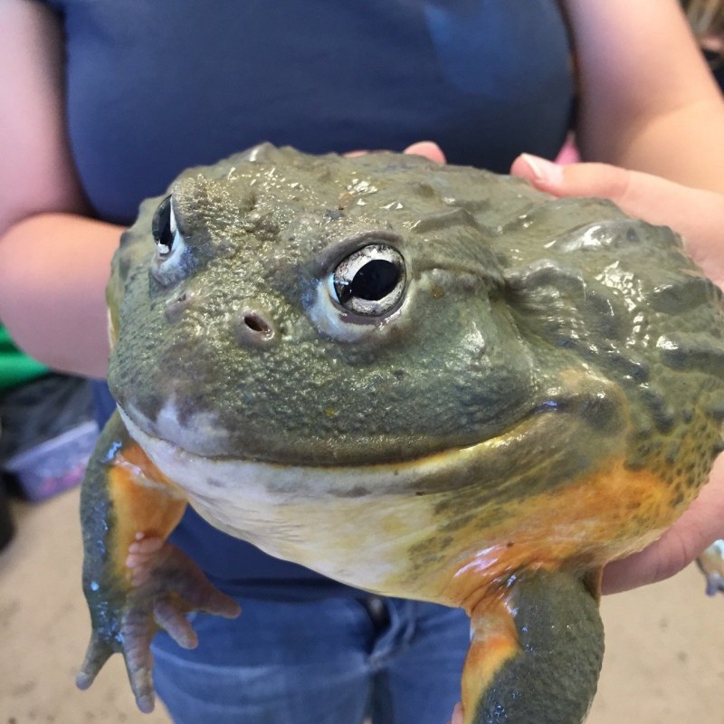 Серая жаба Bufo Bufo