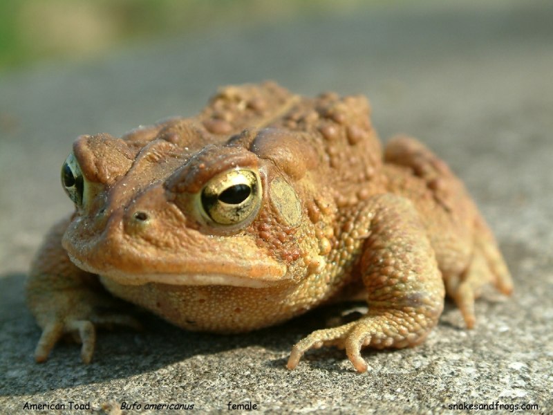 East Asian Bullfrog