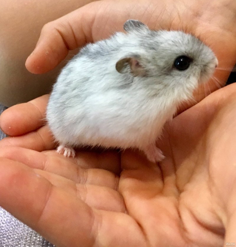 Карликовый джунгарский хомячок