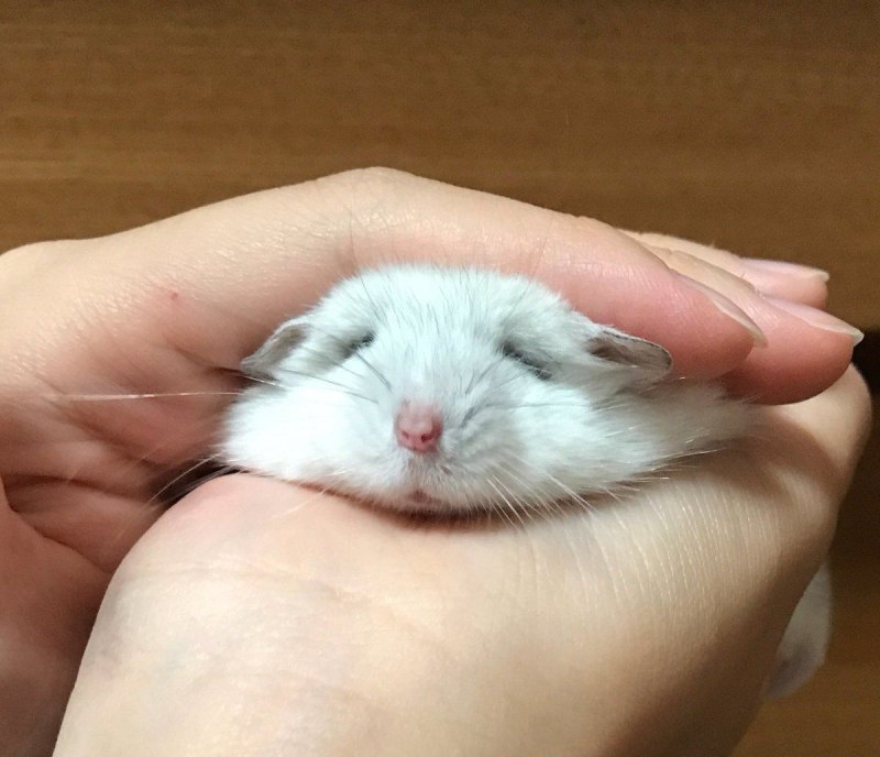 Хомяк джунгарский