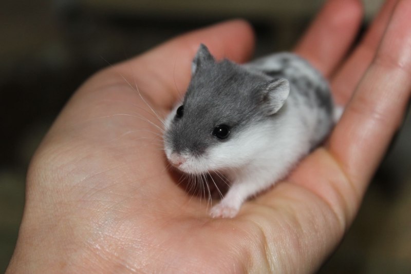 Хомяк джунгарский