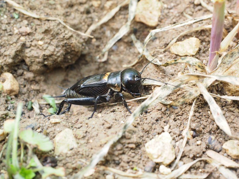 Gryllus Campestris Linnaeus, 1758)