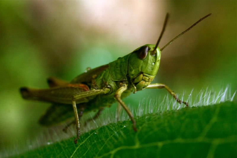 Gryllus Campestris