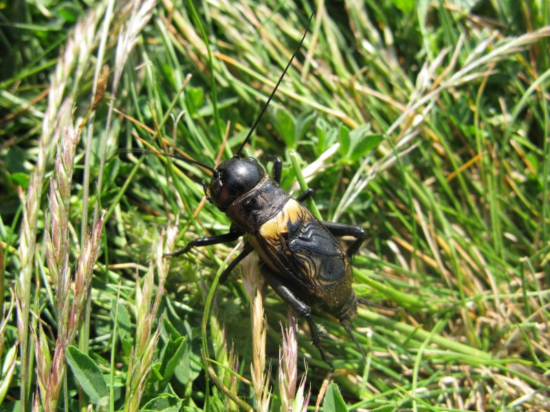 Gryllus Campestris