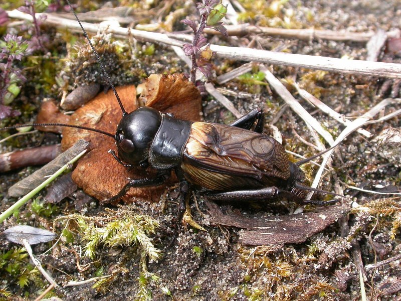 Oecanthus fultoni