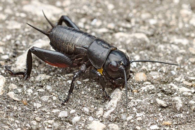 Gryllus Campestris Linnaeus, 1758)