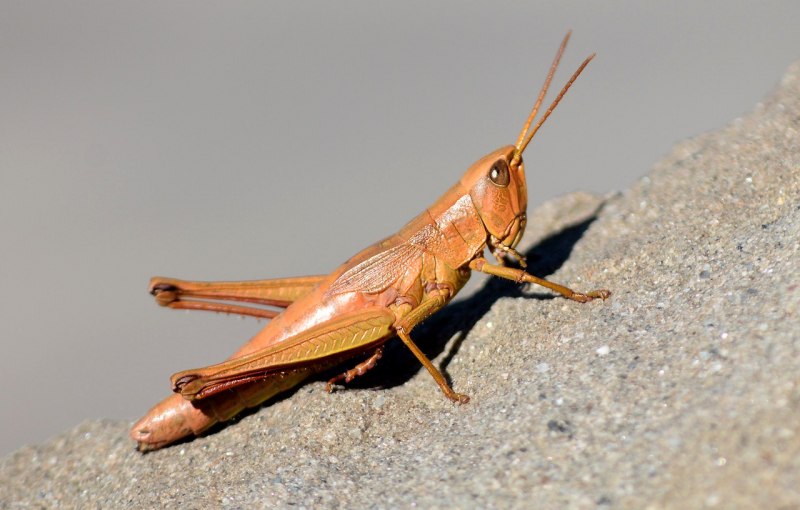 Азиатский сверчок Gryllidae