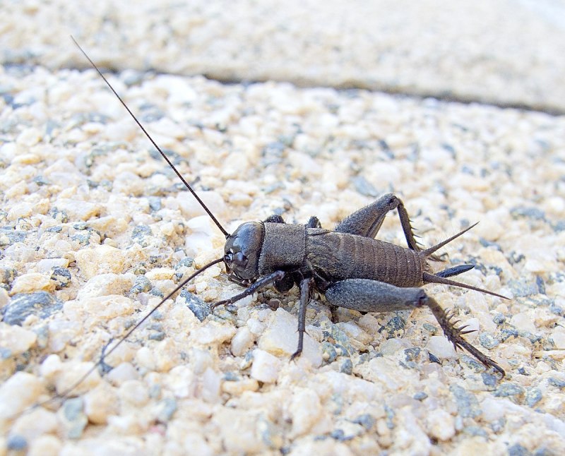 Gryllus Campestris