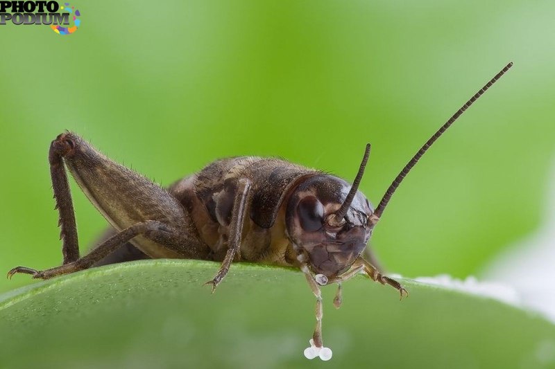 Melanogryllus desertus Pall.