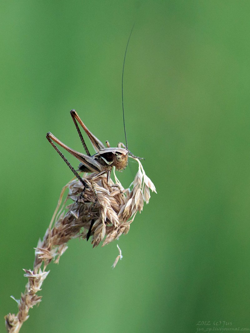 Gryllus Campestris