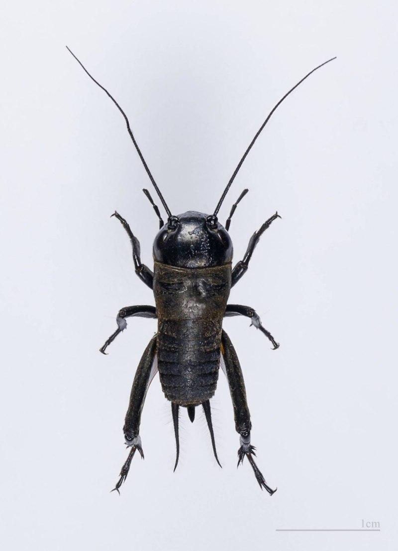 Acheta domesticus домовый сверчок
