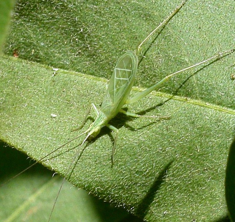 Gryllus desertus Pall/