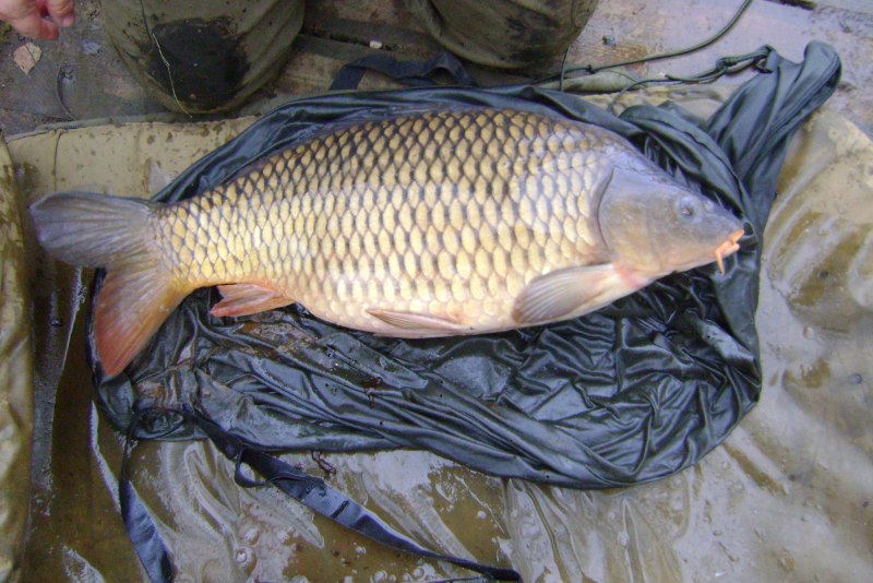 Cyprinus Carpio haematopterus сазан Амурский