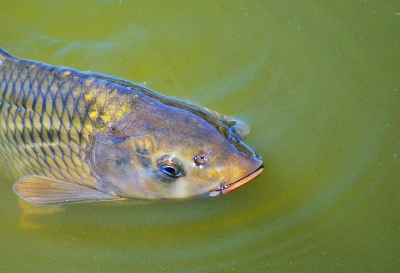 Карп (Cyprinus Carpio)