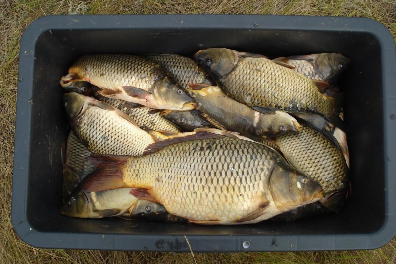Карась (Carassius Carassius)