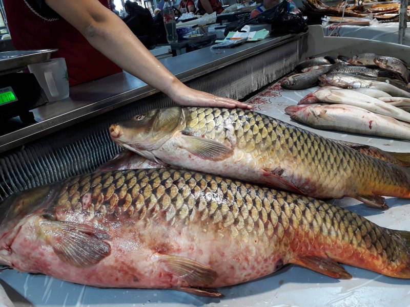 Карп (Cyprinus Carpio)