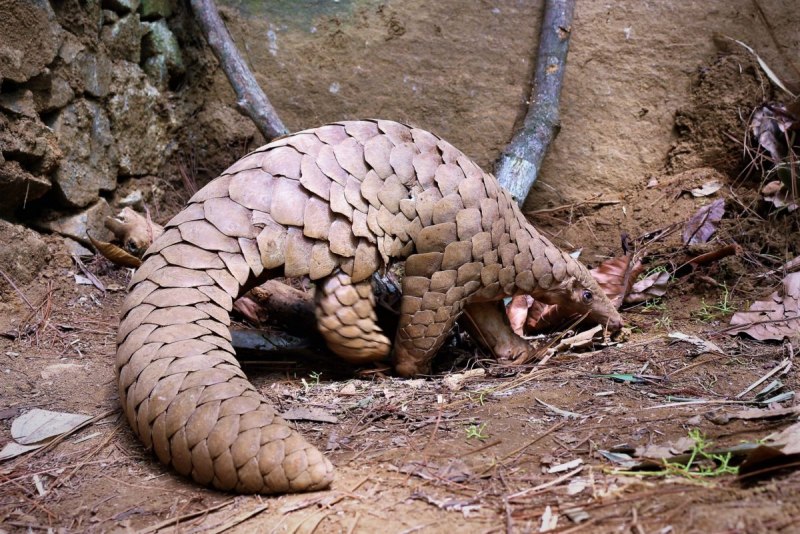Manis pentadactyla