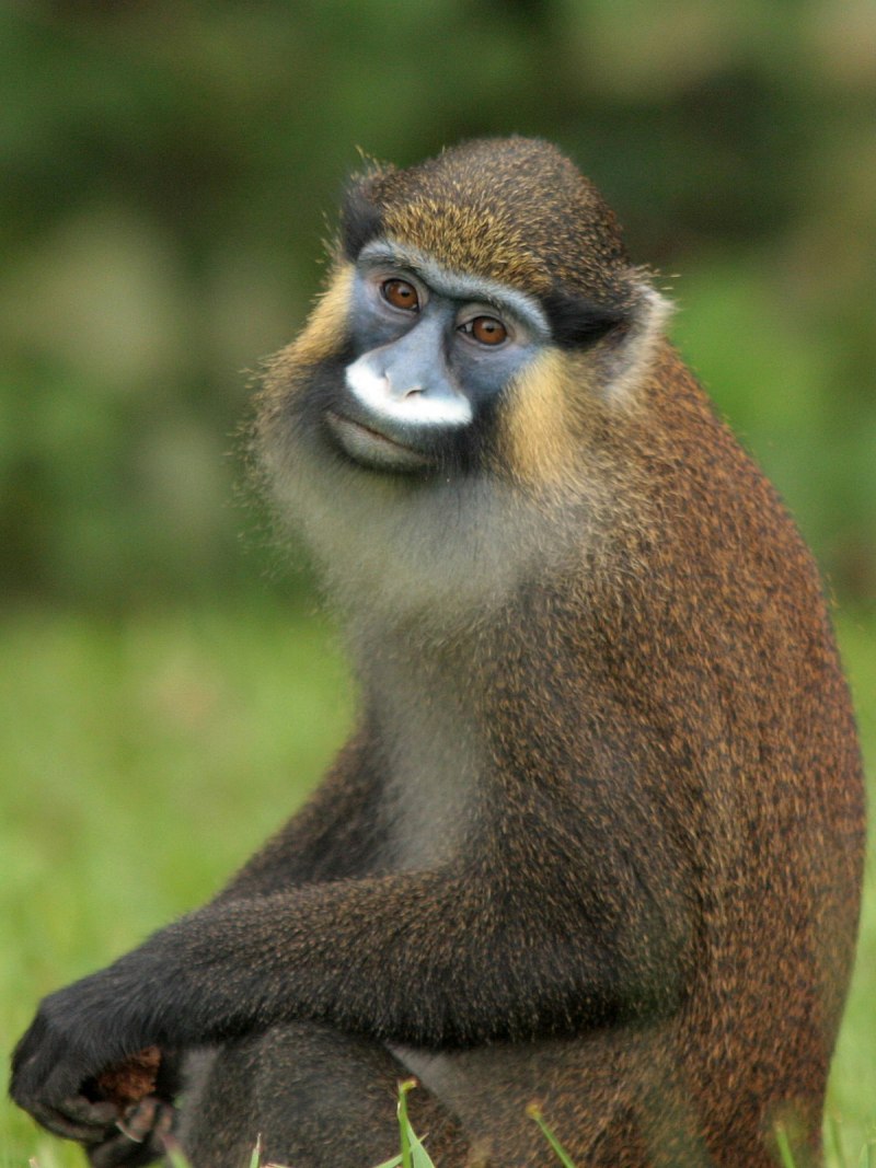 Cercopithecus Cephus